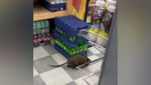 La rata en cuestión