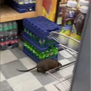 La rata en cuestión