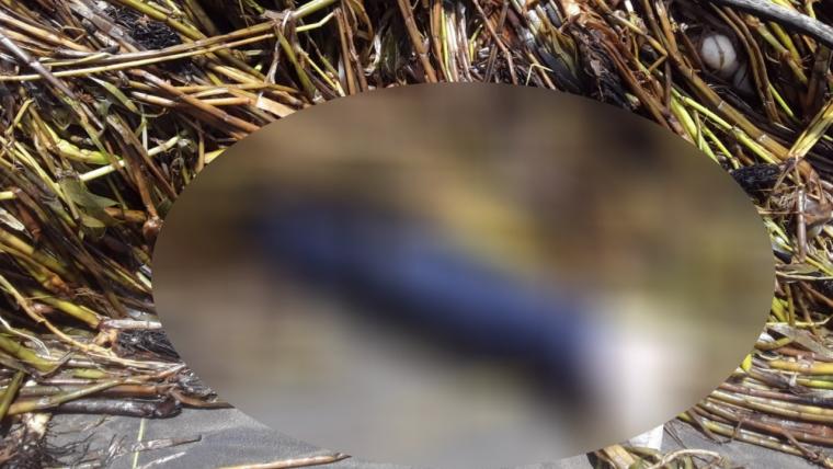 El cuerpo sin vida fue hallado este miércoles.