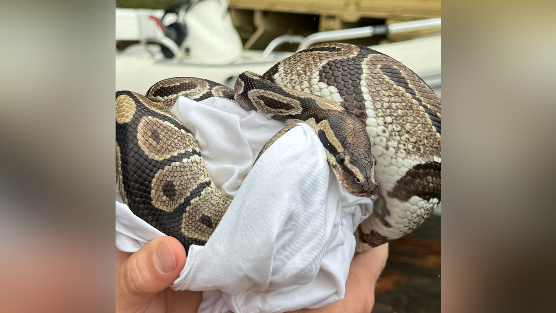 La serpiente momentos después de ser encontrada en el baño de una vivienda en Estados Unidos