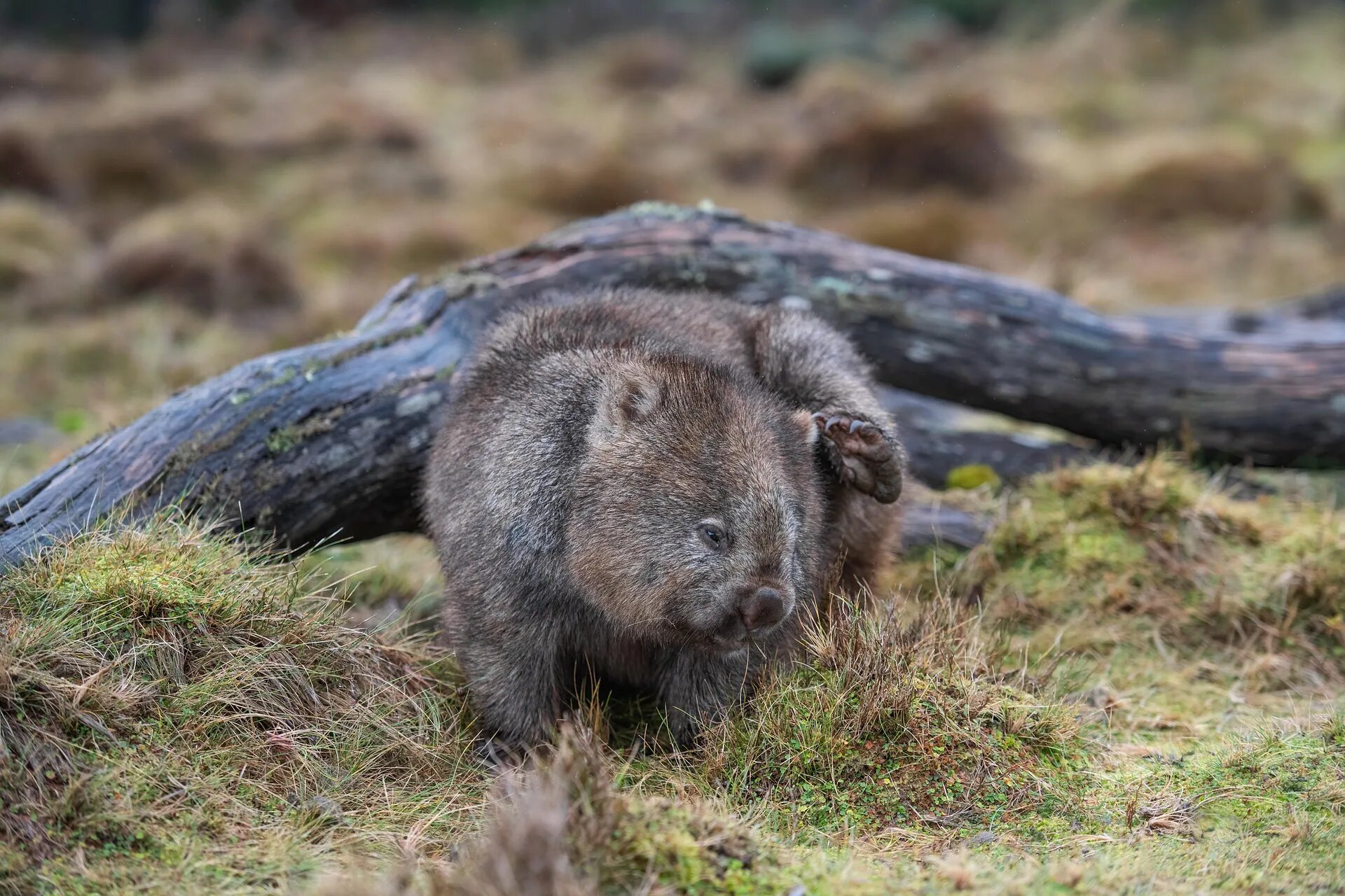 Wombat, animal.