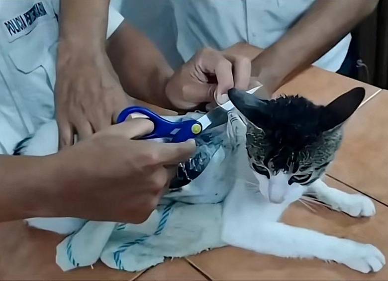 Gato que usaron para transportar droga.