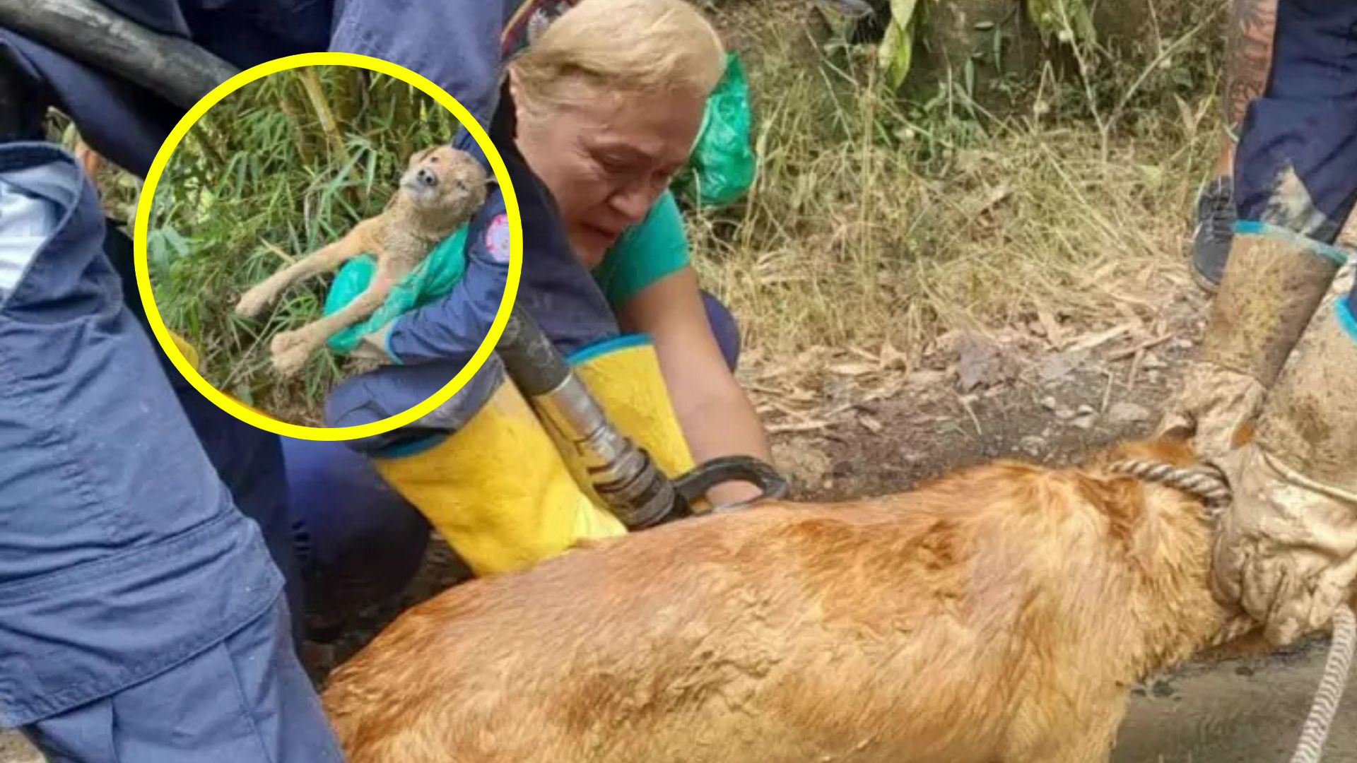 Perro hallado en Floridablanca.