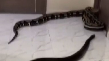 Serpientes en pasillo de un edificio.