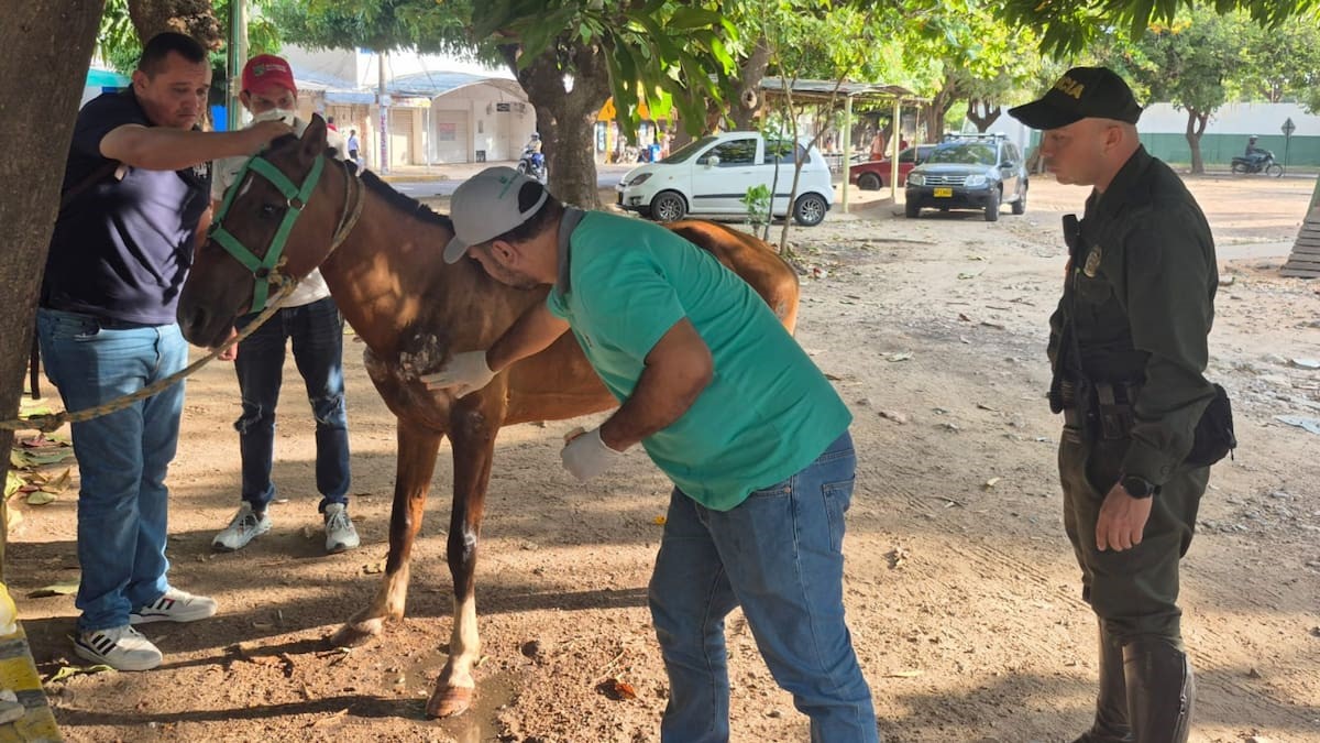 Caballo que fue rescatado por policía en Valledupar 