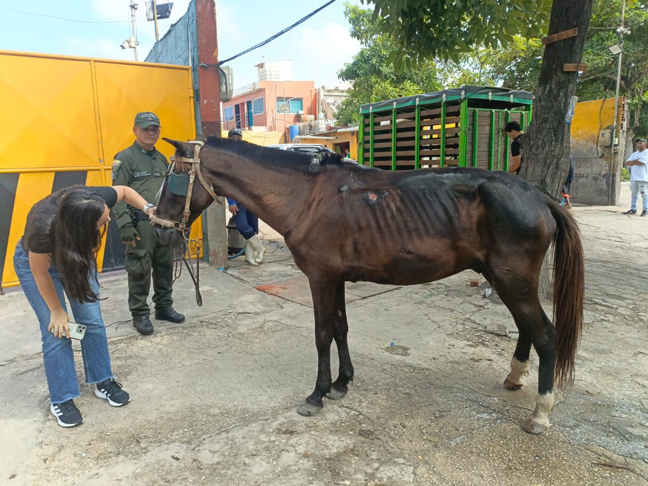 Caballo en malas condiciones de salud