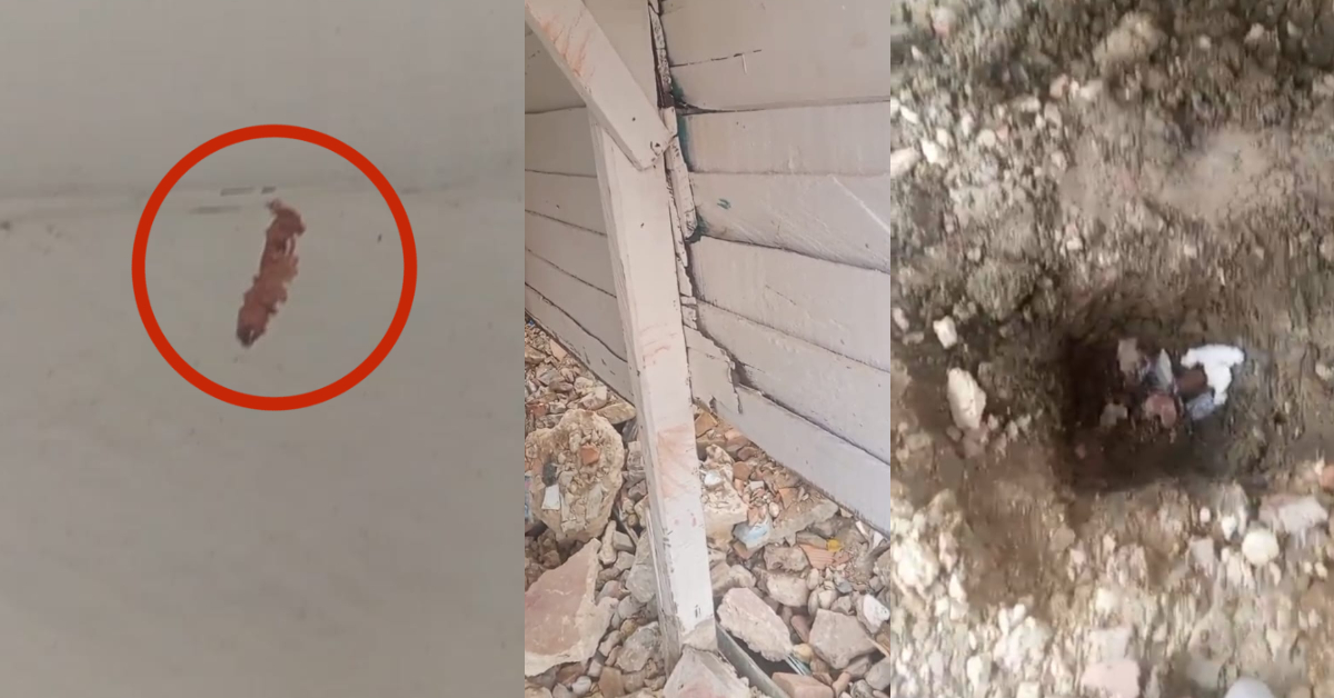 Marcas de sangre halladas por medio de una prueba de luminol los peritos revelaron, esto según los allegados.