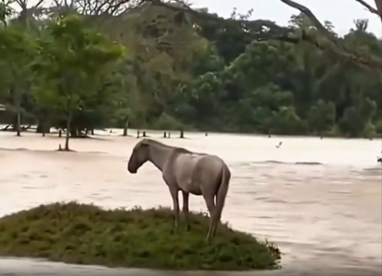 Caballo atrapado en la inundación