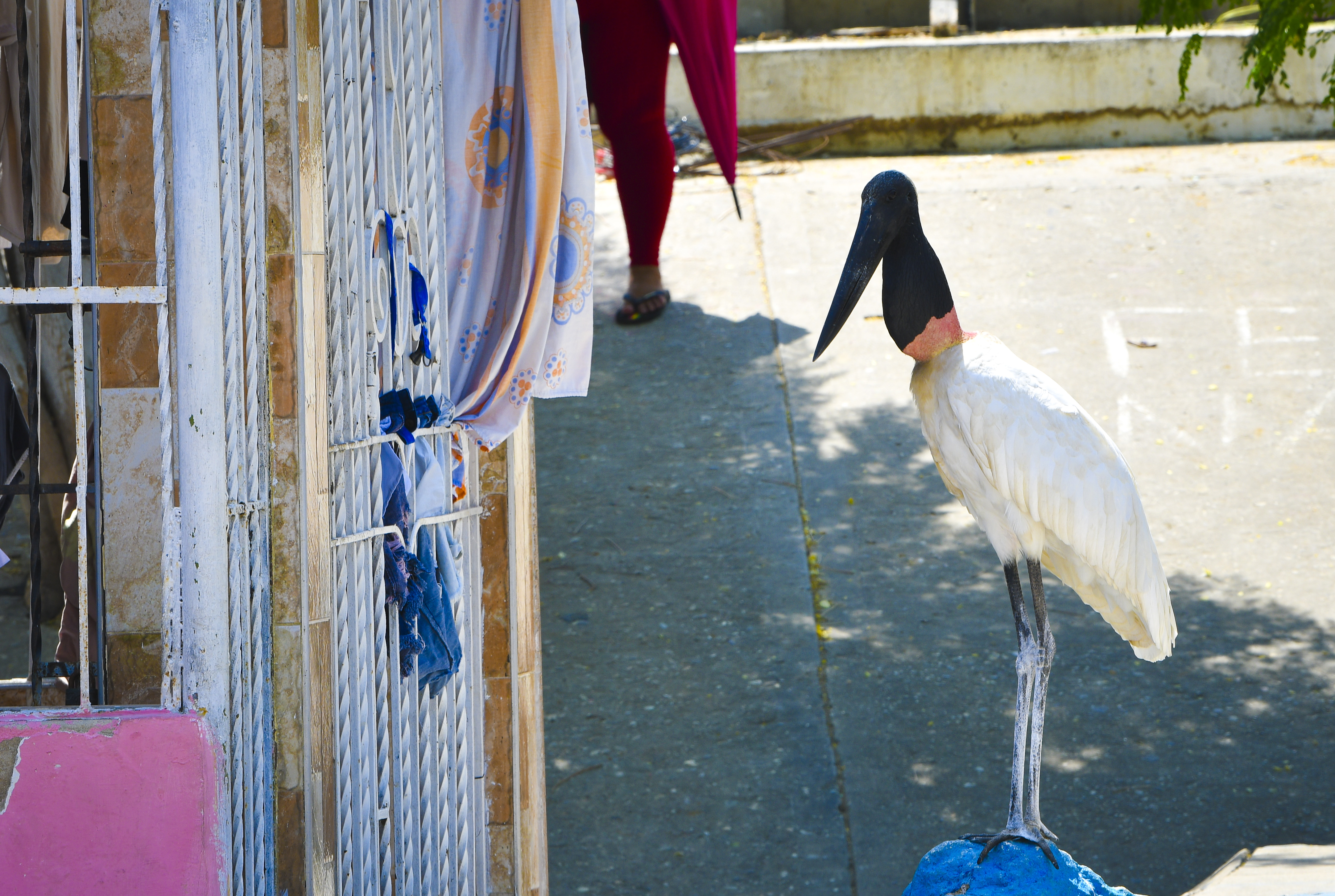 Cigüeña jabirú encontrada muerta 