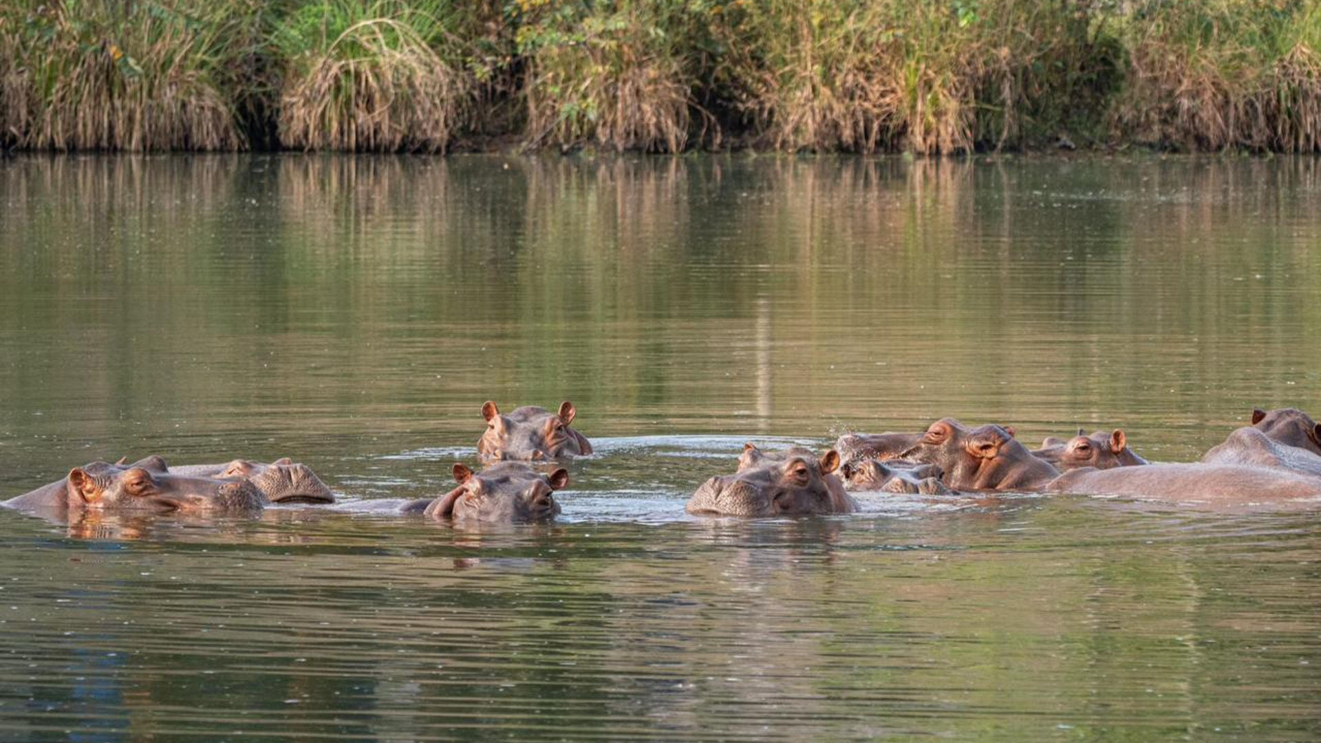La propuesta busca evitar que varios de ellos fueran sometidos a eutanasia