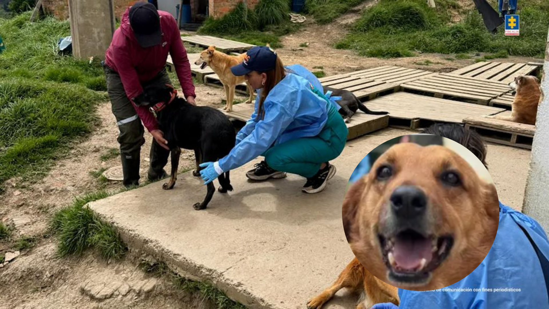 Más de 300 perros fueron rescatados 