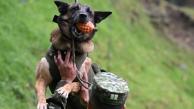 El perro Wilson en medio de uno de sus entrenamientos