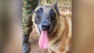 El perro Wilson antes de su desaparición en la selva colombiana