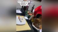 Perro asalta la mesa