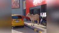 La vaca saliendo de un local comercial de Sincelejo