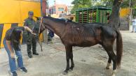 Caballo en malas condiciones de salud