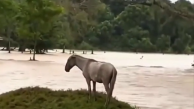 Caballo atrapado en la inundación