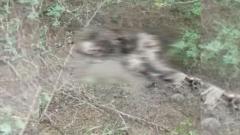 los restos pertenecerían a un adulto mayor que fue reportado como desaparecido 