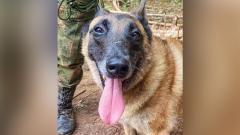 El perro Wilson antes de su desaparición en la selva colombiana