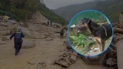 El perro y una imagen de referencia de la trágica avalancha.