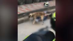El perro en el momento que lleva a cabo el curioso momento