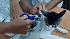 Gato que usaron para transportar droga.