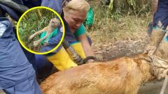 Perro hallado en Floridablanca.