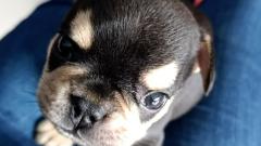 Odín, cachorro de dos meses asesinado