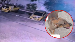 Perrita asesinada