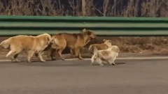 Siete perros escaparon de traficantes y recorrieron 17 kilómetros para volver a casa