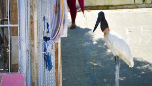 Cigüeña jabirú encontrada muerta 