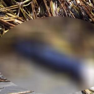 El cuerpo sin vida fue hallado este miércoles.