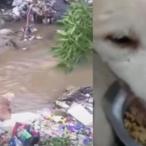 La identidad de la persona que agredió al animal sigue siendo un misterio para las autoridades. 