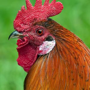 El gallo tiene hastiada a la pareja de adultos mayores