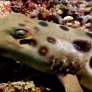 El particular animal "camina" por el fondo del mar. 