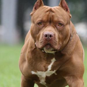 El animal mordió a una de las estudiantes, mientras un compañero intentaba defenderla.