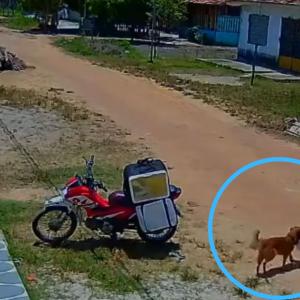 Momento en el que el canino se lleva la comida. 