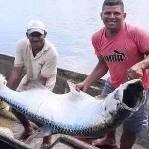 Pescadores con el sábalo que acababan de capturar. 