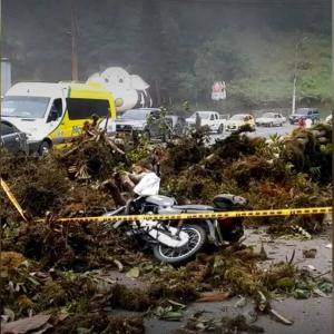 Autoridades ambientales indican que es necesaria una tala en cerca de 2.000 especies que generan peligro.