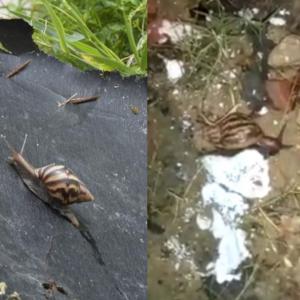 Caracoles africanos en El Porfin y Los Ángeles 2