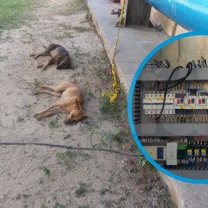 Los individuos amarraron a la vigilancia y luego envenenaron a ocho perros que viven en la planta