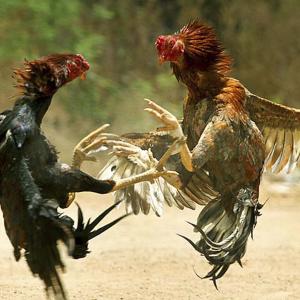 Imagen de referencia