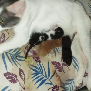 Gata con sus crias sanas. 