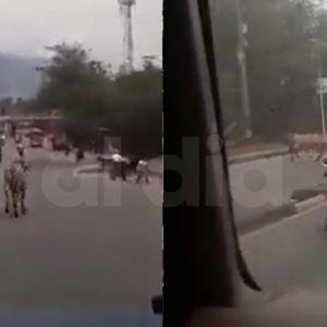 La vaca descontrolada fue captada cuando corría en la ciudad de Medellín