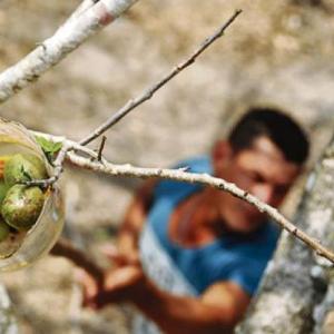 Imagen de referencia de bajar ciruelas de un árbol. 