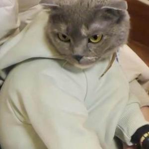 El gato narco fue atrapado en Rusia. 