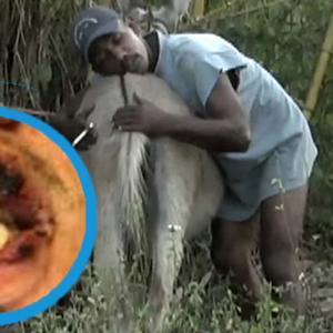 Imagen de referencia de un hombre con una burra y de la dentadura de quien, presuntamente, recibió el fuerte impacto. 