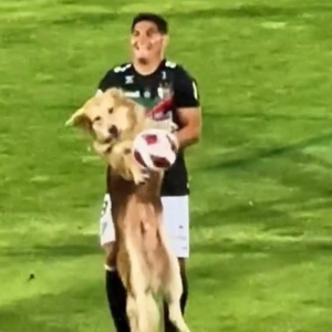 Perro se coló a la cancha