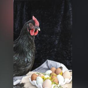 Una gallina cuidando a sus huevos
