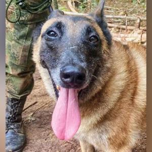 El perro Wilson antes de su desaparición en la selva colombiana